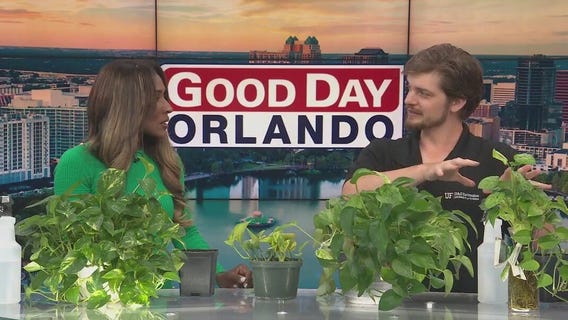 Plant propagation: How to grow plants using cut stems