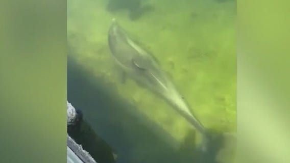 Brevard County baby dolphin in distress, neighbors jump to help