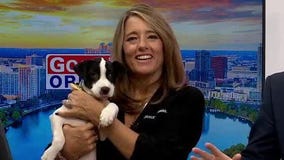 Adopt-A-Pet: Meet Zeus