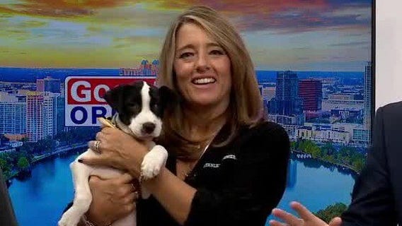 Adopt-A-Pet: Meet Zeus