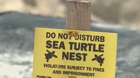 Bad beach behavior causing trouble for sea turtle nesting