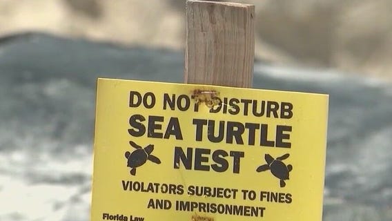 Bad beach behavior causing trouble for sea turtle nesting