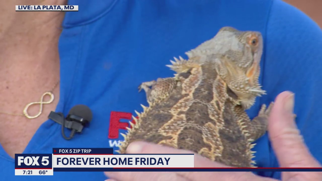 FOX 5 Zip Trip La Plata: Forever Home Friday