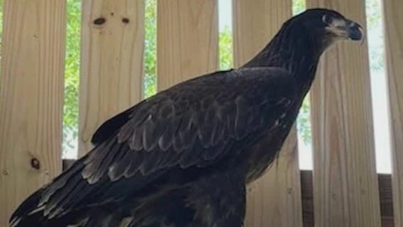 Space Coast wildlife hospital helps injured bald eagle fly again