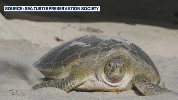 Beach crossovers, stairs placing sea turtles in peril