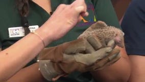 Central Florida Zoo celebrates 50 years