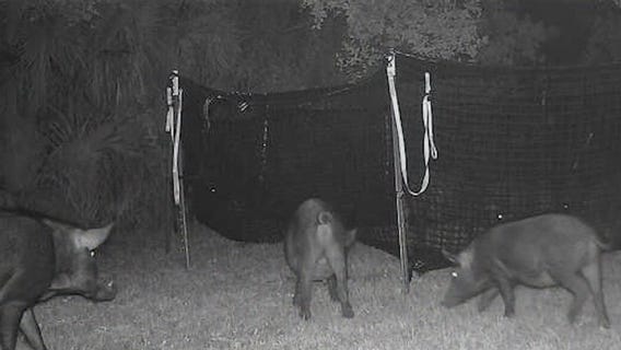 Florida trappers finding new ways to deal with wild hogs