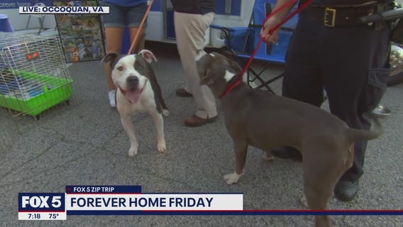 FOX 5 Zip Trip Occoquan: Forever Home Friday