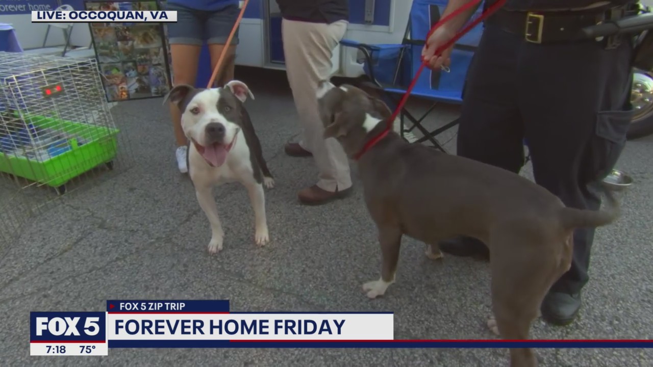 FOX 5 Zip Trip Occoquan: Forever Home Friday