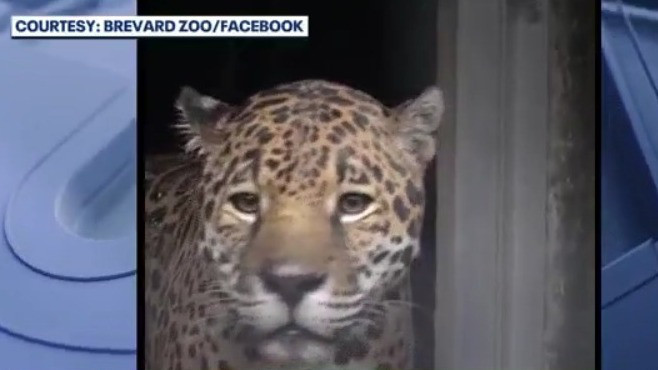 Brevard Zoo welcomes 'Khan' the jaguar