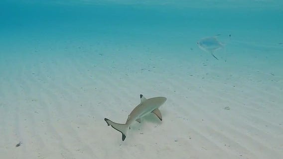 Lulu?s Law: Proposed national shark attack alert system