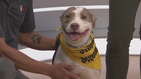 Adopt-A-Pet: Meet Precious