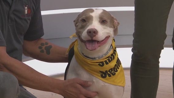 Adopt-A-Pet: Meet Precious