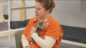 Flagler County inmates foster homeless kittens