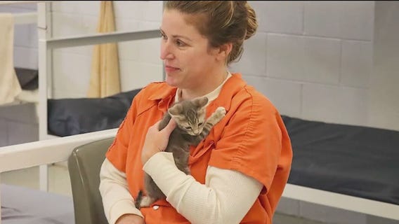 Flagler County inmates foster homeless kittens