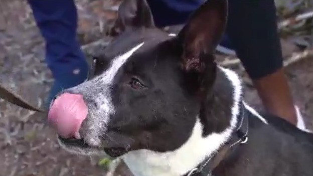 Community helps humane society after storms