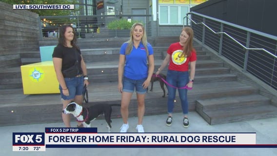 FOX 5 Zip Trip The Wharf: Forever Home Friday