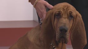 Meet 'Belle': The new Belle Isle Police K9