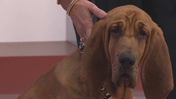 Meet 'Belle': The new Belle Isle Police K9