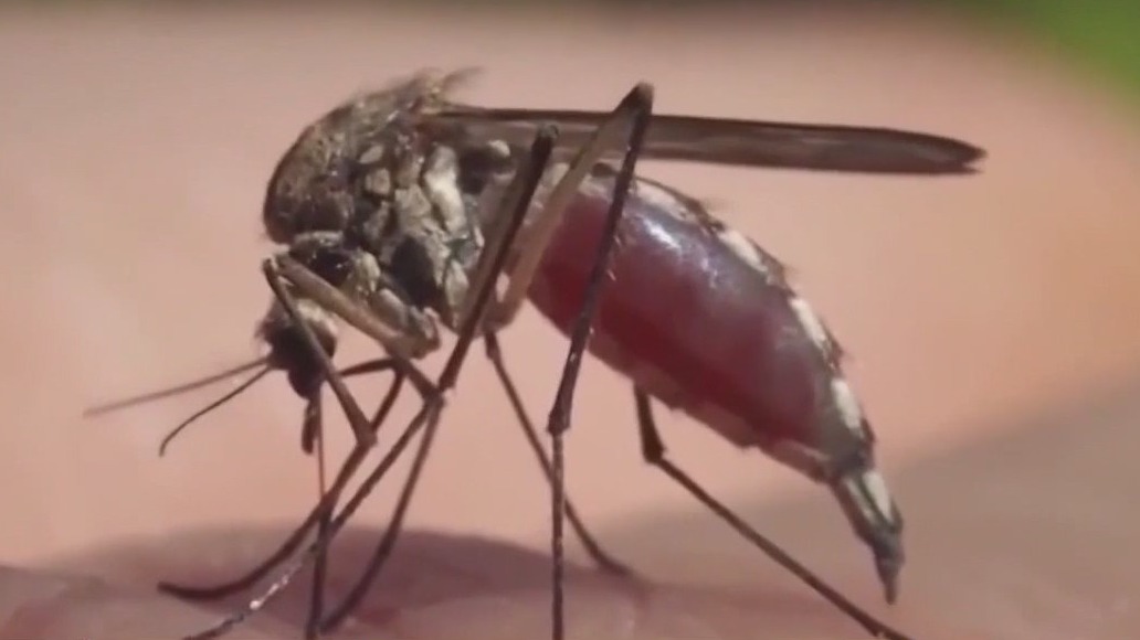 Fish helping combat mosquitoes in Brevard County