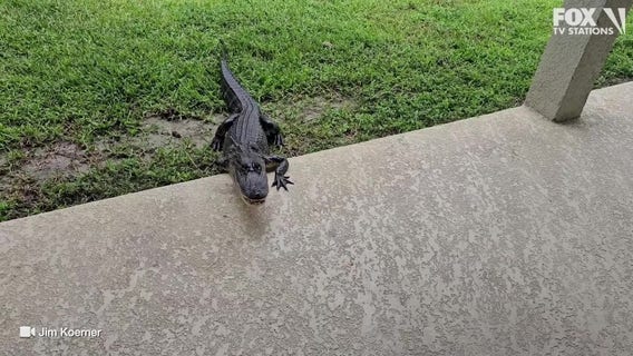 3-legged alligator spotted in Seminole County backyard