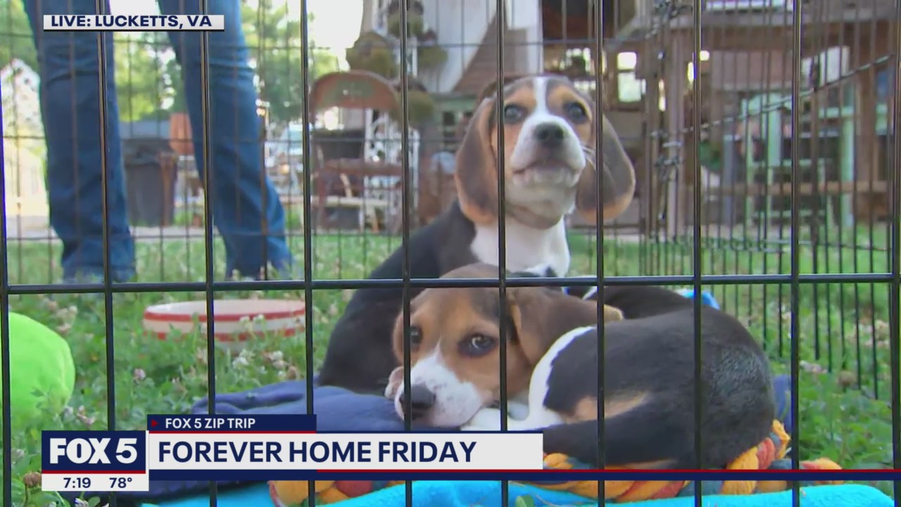 FOX 5 Zip Trip Lucketts: Forever Home Friday!