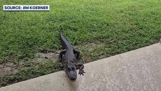 3-legged alligator spotted in Florida backyard