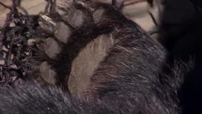 Scheduled vote for rules on Florida bear hunt