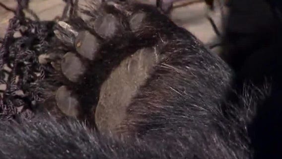 Scheduled vote for rules on Florida bear hunt