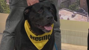 Adopt-A-Pet: Meet Hunter