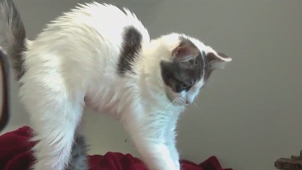 96 cats seized from Flagler County home