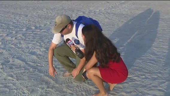 Volunteers help sea turtle hatchlings find way home