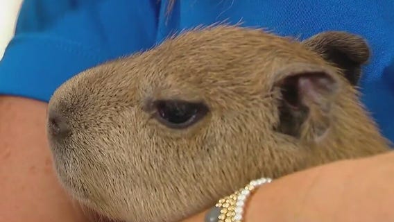 Summer Block Party: Wild Florida