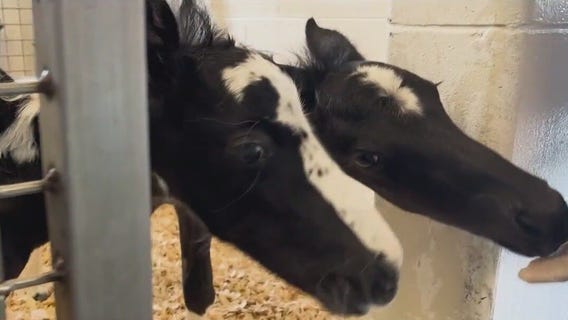 Rare twin foals born in Central Florida defy the odds