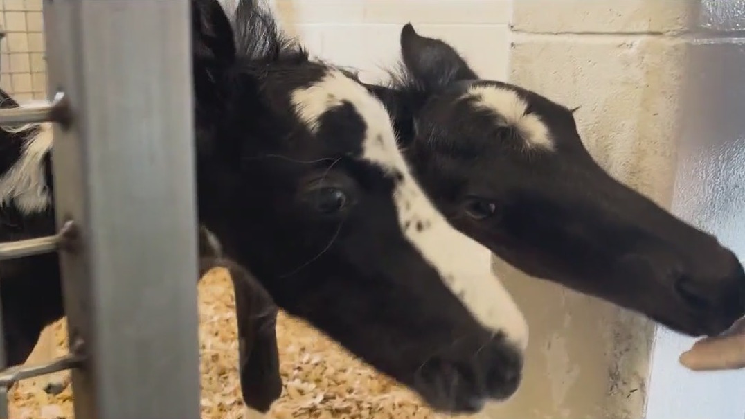 Rare twin foals born in Central Florida defy the odds
