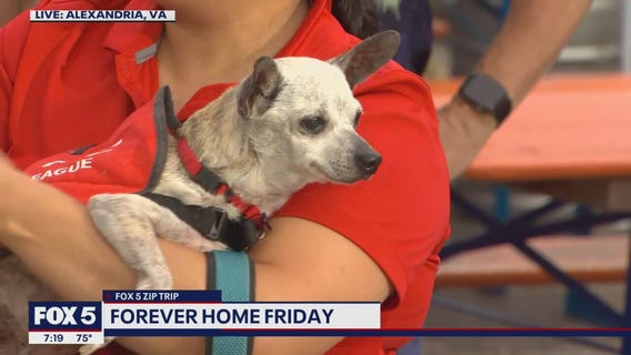 FOX 5 Zip Trip to Alexandria: Forever Home Friday!