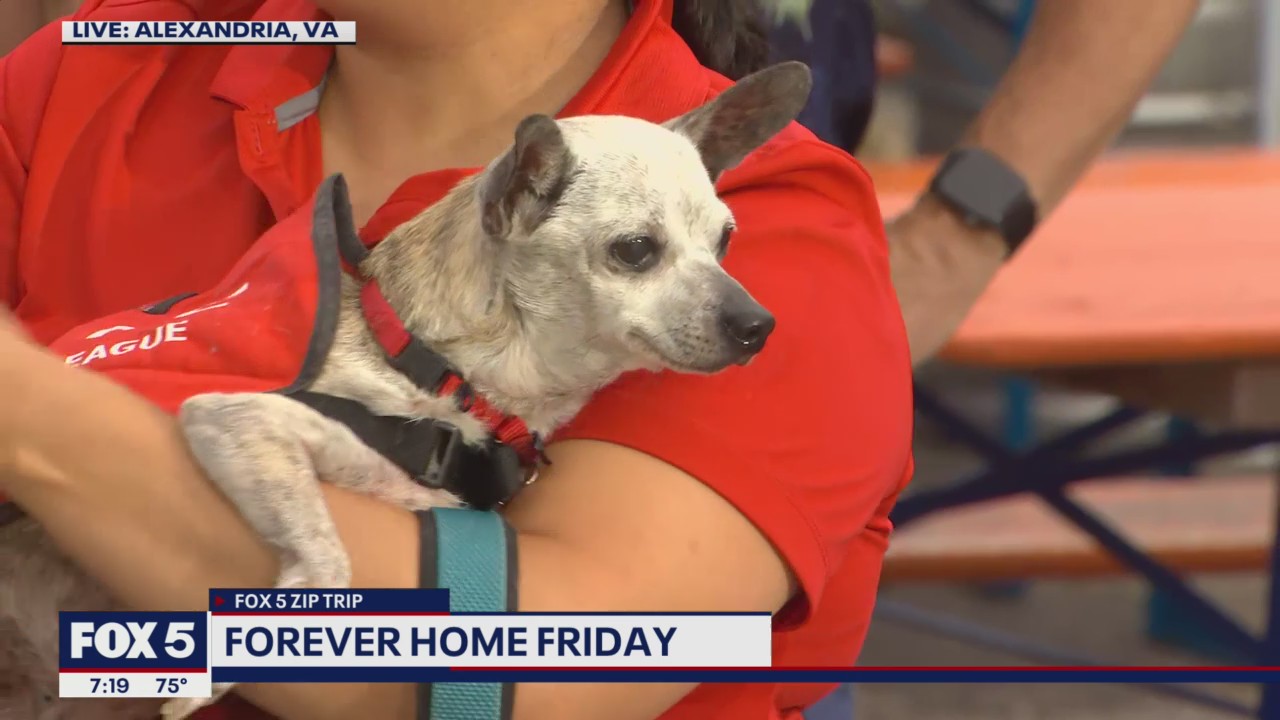 FOX 5 Zip Trip to Alexandria: Forever Home Friday!