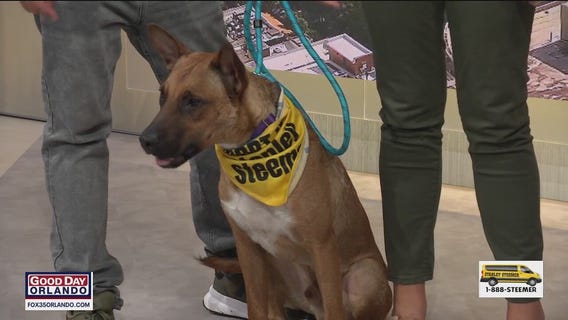 Adopt-A-Pet: Meet Bobtail