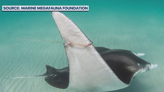 New manta ray species discovered off Florida Coast