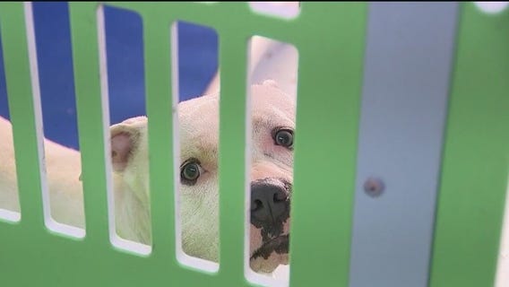 Providing cool air to shelter animals