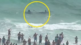 Shark, stingray fight off coast of Florida beach