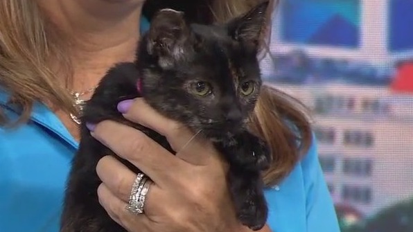 Adopt-A-Pet: Meet Tortellini