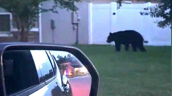 Ormond Beach bear sightings put neighborhood on alert