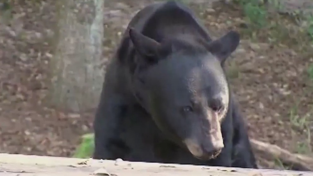Florida bear hunt: FWC approves first bear hunt in 10 years