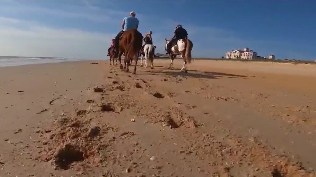 Volusia County considers allowing horseback riding on select beaches