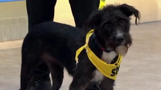 Adopt-A-Pet: Meet Black Widow