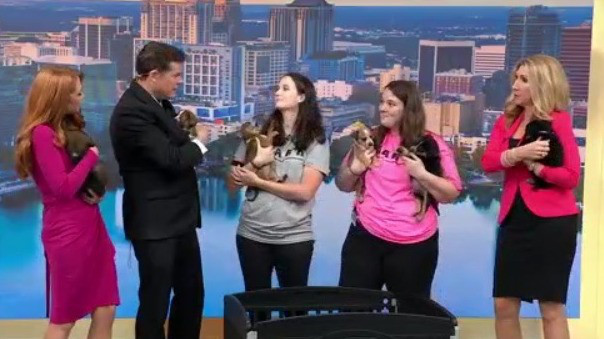 Orphaned pups looking for forever homes