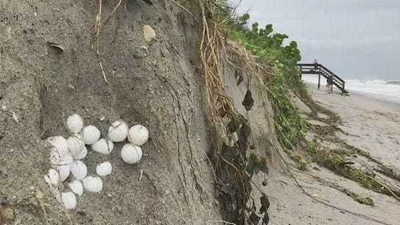Hurricane Erin threatens sea turtle nests along Florida coast