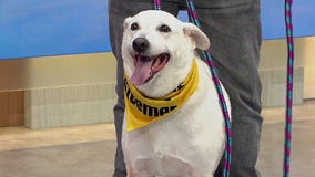 Adopt-A-Pet: Meet King