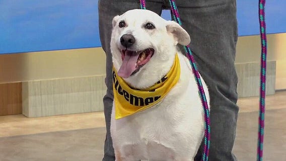 Adopt-A-Pet: Meet King